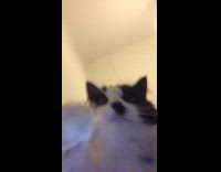 Cat pull ball rope turn off light