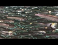 Silver fish swim around inside aquarium tank 