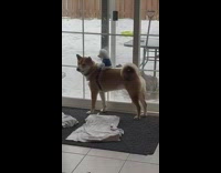 Teddy bear sit strapped on brown dog