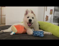 White puppy jumps knocks over girl toys