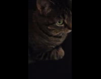 Cat sitting on couch watching tv