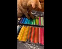 Curious Cat Slides Paw on Color Pencils