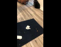 Man on flor scolding two black puppy dogs