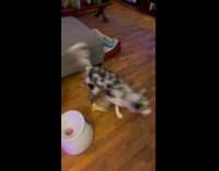 Dog play fetch with automatic ball shooter