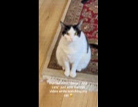 Dad cat sitting daughters cat 