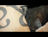 Cat inside holed box plays with owner