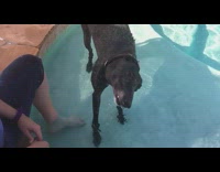 Black dog shake off water pool slow motion