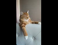 Orange white cat on sofa backrest yawns