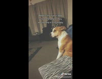 Dog side eyes whining puppy tiktok audio 