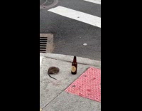 Rat on street beside opened Guinness bottle