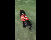Black dog wearing life vest swimming around in water 
