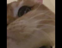 Brown cat black collar large pupils 