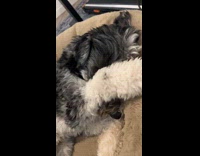 Dog lie down and wipes its face