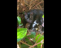 Kitten sleeps at black cat after breastfeeding