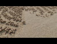 Small Crab Molds Sand into Small Blobs