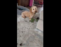Dogs messing up rug bringing in plant with soil 