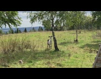 Black white goat eats leaves tree mountain 