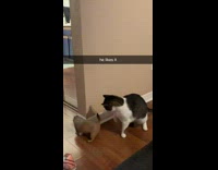 Prairie dog likes when cat hits butt