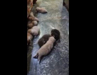 Lots of kittens lay crawl on floor