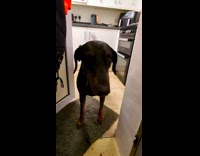 Dog dislikes to go outside the rain