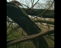 tan dog walking on top of tree branch