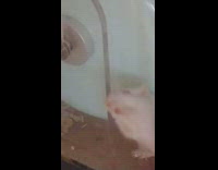 Small pet gerbil scratches its glass cage
