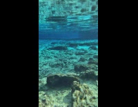 Florida springs camera goes underwater clear view