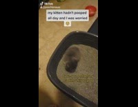 Collab BitchMP - Kitten in box needs to poop