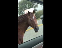 Collab Clips mpugc - Caution horses car window scare funny