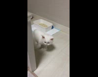 White kitten meows while walking around 