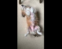Small dog lays on back wags tail