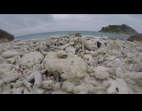 Hermit crab walks and falls off rock 