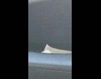 Small bug flies inside the car while filmer screams