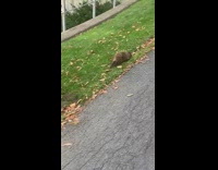 Brown groundhog beaver walks grass parking lot