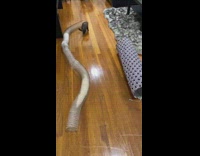 Ferrets runs through small toy tube