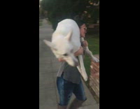 Akira White Dog Gets Ride on Girl Owner's Back