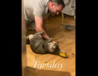 Clips of cat different day of the week
