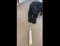 Black pet dog bark at blue electric toothbrush