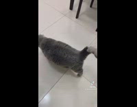 Grey cat with extra long tail 