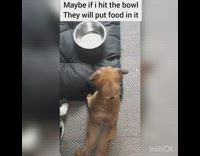 dog food bowl flip over