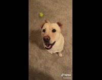Brown dog with small floppy ears