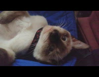 Kitten cat wears black and red collar 