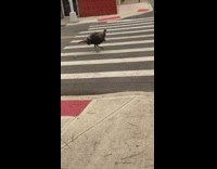 Wild turkey walks around empty NY street