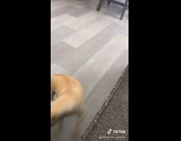 Girl feeds chihuahua dog hot cheeto chip 