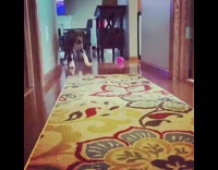 Puppy floppy ears runs down hallway