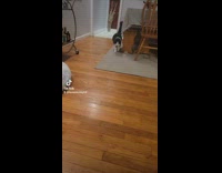 Collab BitchMP - Cat kicked flips on wood floor