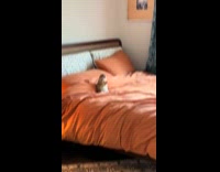 Squirrel busy eating food on the bed