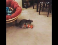 nsfw dog on top of nemo toy