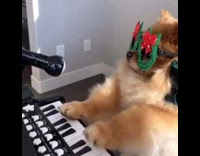 Brown dog wearing wreath glasses plays piano 