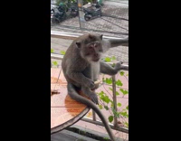 Monkey sitting balcony table snarls at man